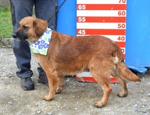 TELLA, Hund, Mischlingshund in Slowakische Republik - Bild 3