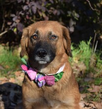 TELLA, Hund, Mischlingshund in Slowakische Republik - Bild 4