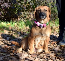 TELLA, Hund, Mischlingshund in Slowakische Republik - Bild 7