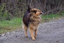 MATKOS248, Hund, Mischlingshund in Slowakische Republik - Bild 10