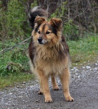 MATKOS248, Hund, Mischlingshund in Slowakische Republik - Bild 2