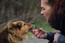 MATKOS248, Hund, Mischlingshund in Slowakische Republik - Bild 5