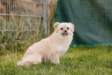 CHIPOTLE, Hund, Mischlingshund in Büren - Bild 2