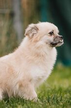 CHIPOTLE, Hund, Mischlingshund in Büren - Bild 3