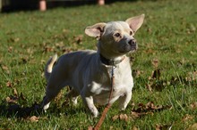 DECO, Hund, Mischlingshund in Erkelenz - Bild 3