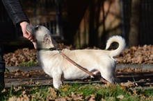 DECO, Hund, Mischlingshund in Erkelenz - Bild 6