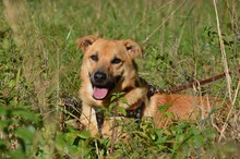 MATEO, Hund, Mischlingshund in Nieste - Bild 2