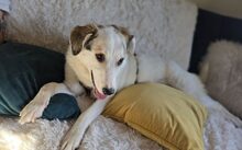 LUMA, Hund, Labrador-Mix in Berlin - Bild 11