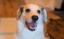LUMA, Hund, Labrador-Mix in Berlin - Bild 12