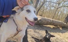 LUMA, Hund, Labrador-Mix in Berlin - Bild 13