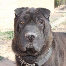 MARQUES, Hund, Shar Pei-Mix in Spanien - Bild 1