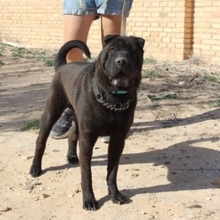 MARQUES, Hund, Shar Pei-Mix in Spanien - Bild 2