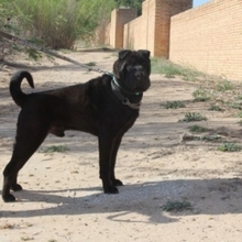 MARQUES, Hund, Shar Pei-Mix in Spanien - Bild 3