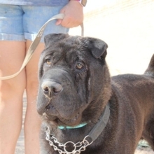 MARQUES, Hund, Shar Pei-Mix in Spanien - Bild 4