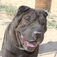 NAYA, Hund, Shar Pei-Mix in Spanien - Bild 1