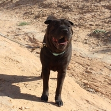 NAYA, Hund, Shar Pei-Mix in Spanien - Bild 2