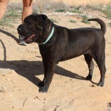 NAYA, Hund, Shar Pei-Mix in Spanien - Bild 3