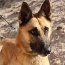 NERO, Hund, Malinois in Spanien - Bild 1