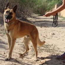 NERO, Hund, Malinois in Spanien - Bild 2