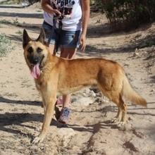 NERO, Hund, Malinois in Spanien - Bild 3