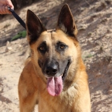 NERO, Hund, Malinois in Spanien - Bild 4