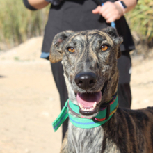 LAGARTIJA, Hund, Galgo Español in Spanien - Bild 2