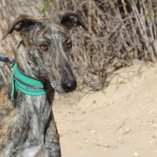 LAGARTIJA, Hund, Galgo Español in Spanien - Bild 3