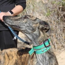 LAGARTIJA, Hund, Galgo Español in Spanien - Bild 4