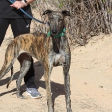 LAGARTIJA, Hund, Galgo Español in Spanien - Bild 5