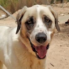 MARLEY, Hund, Herdenschutzhund in Spanien - Bild 1