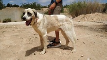 MARLEY, Hund, Herdenschutzhund in Spanien - Bild 2