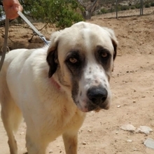 MARLEY, Hund, Herdenschutzhund in Spanien - Bild 3