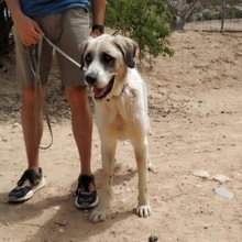 MARLEY, Hund, Herdenschutzhund in Spanien - Bild 4