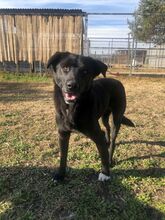 LEYLA, Hund, Labrador Retriever in Griechenland - Bild 1