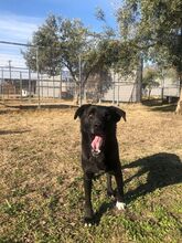 LEYLA, Hund, Labrador Retriever in Griechenland - Bild 2