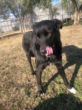 LEYLA, Hund, Labrador Retriever in Griechenland - Bild 3