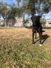 LEYLA, Hund, Labrador Retriever in Griechenland - Bild 4