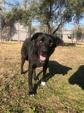 LEYLA, Hund, Labrador Retriever in Griechenland - Bild 5