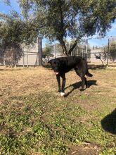 LEYLA, Hund, Labrador Retriever in Griechenland - Bild 6