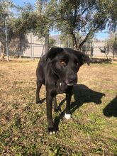 LEYLA, Hund, Labrador Retriever in Griechenland - Bild 7