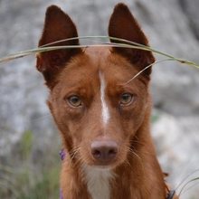 VICENTE, Hund, Podenco-Mix in Spanien - Bild 1