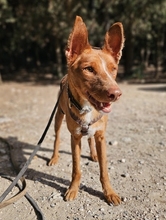 VICENTE, Hund, Podenco-Mix in Spanien - Bild 2