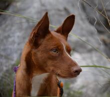 VICENTE, Hund, Podenco-Mix in Spanien - Bild 3