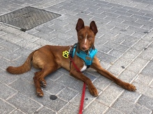 VICENTE, Hund, Podenco-Mix in Spanien - Bild 5