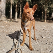 VICENTE, Hund, Podenco-Mix in Spanien - Bild 6