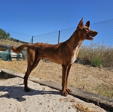 VICENTE, Hund, Podenco-Mix in Spanien - Bild 8