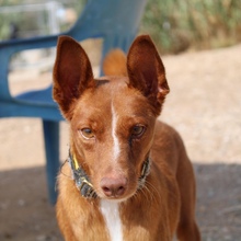 VICENTE, Hund, Podenco-Mix in Spanien - Bild 9