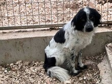 NEAH, Hund, Kokoni-Setter-Mischling in Griechenland - Bild 1