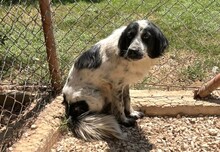 NEAH, Hund, Kokoni-Setter-Mischling in Griechenland - Bild 3