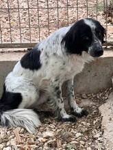 NEAH, Hund, Kokoni-Setter-Mischling in Griechenland - Bild 4